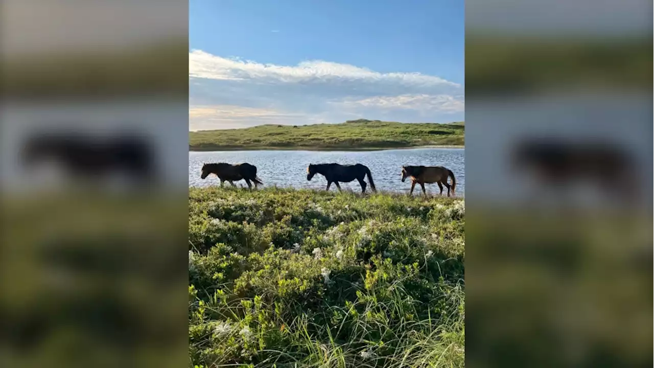 Wild horses on Sable Island appear safe after island struck by Fiona