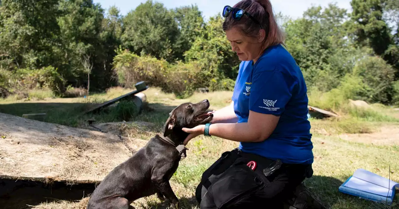 DOJ rescues over 300 dogs in largest bust of dogfighting operation in South Carolina history