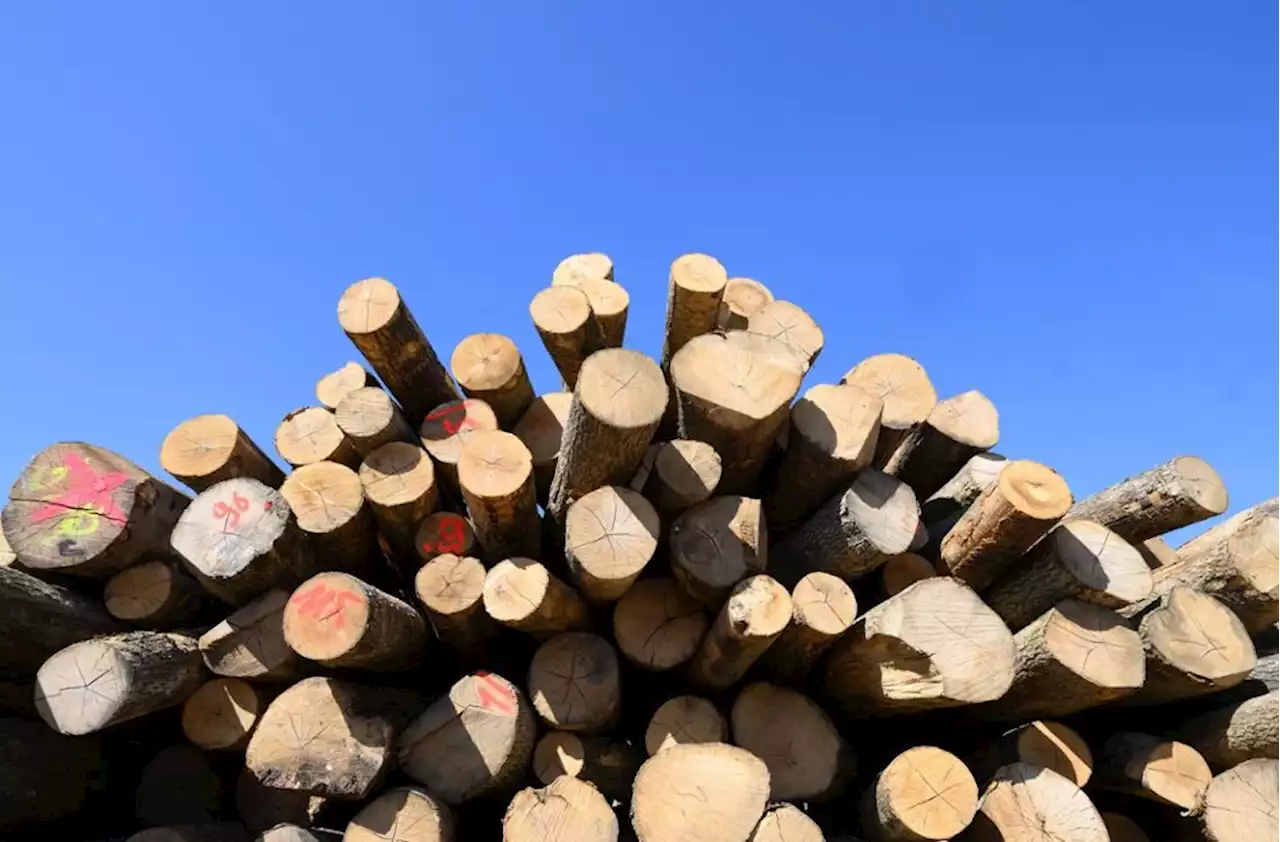 Ersatz für Strom und Gas: Mehr Holz wird verheizt – das schadet Gesundheit und Umwelt - idowa