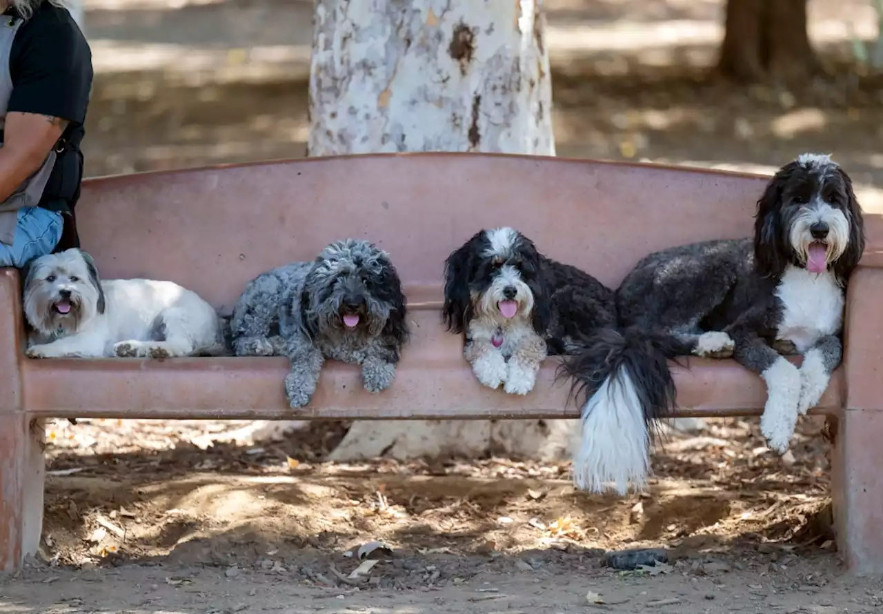 Excessive heat warnings issued – again – for parts of Southern California