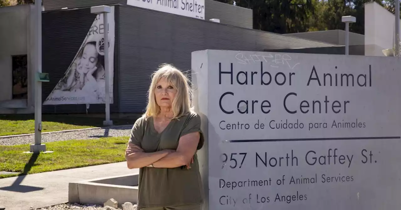 Rabbits, guinea pigs and hamsters face neglect at L.A. city shelters, volunteers say