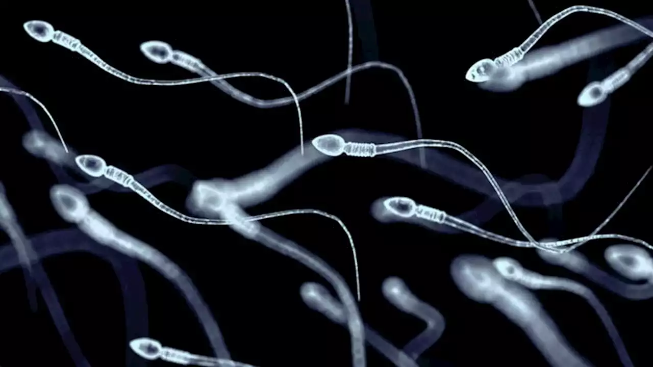 Sperm Banking Before Cancer Therapy 'Strikingly Underutilized'