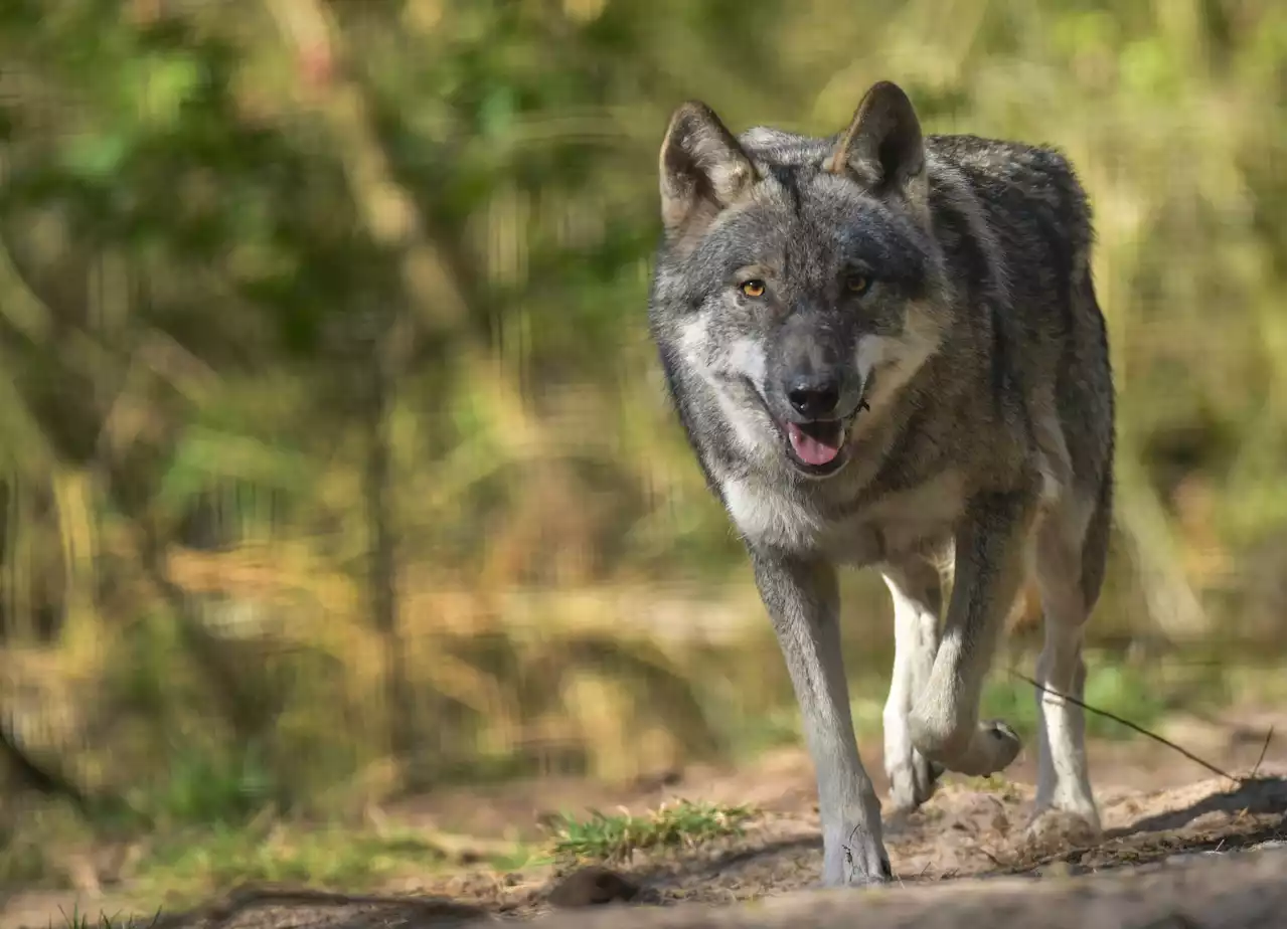 Wildunfall im Norden: Autofahrerin fährt Wolf an – Tier wird erschossen