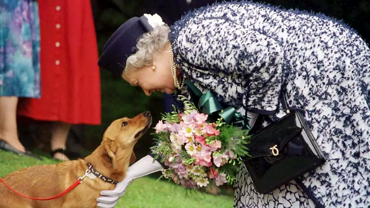 Lieblingshunde der Queen erreichen Höchstpreis