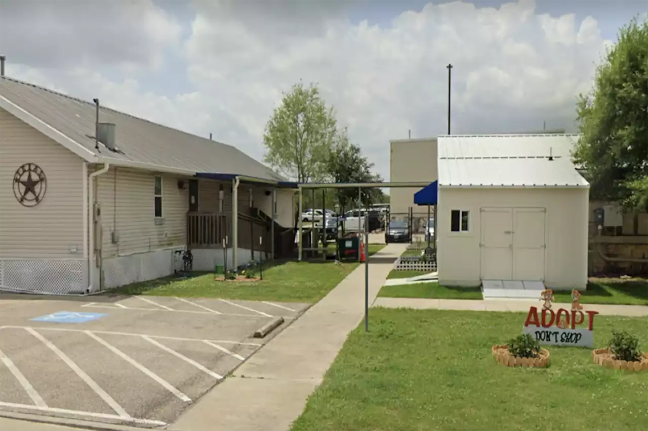 Texas city fires animal shelter workers after dozens of pets improperly euthanized: officials