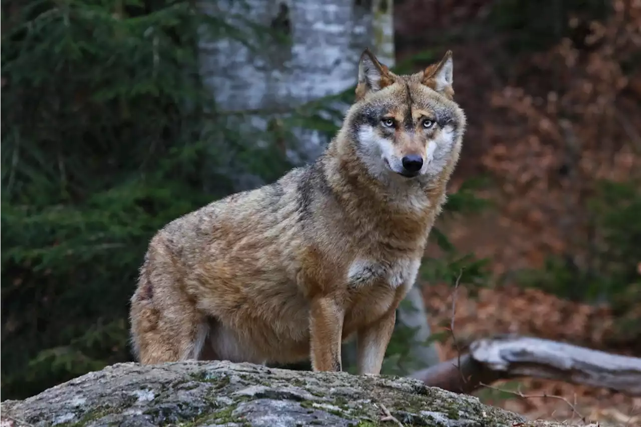 Korrekter Abschuss eines Wolfs in Klosters GR durch Jäger