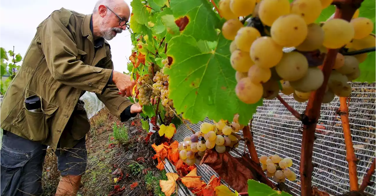 Northern French spoil heaps warm to Charbonnay production