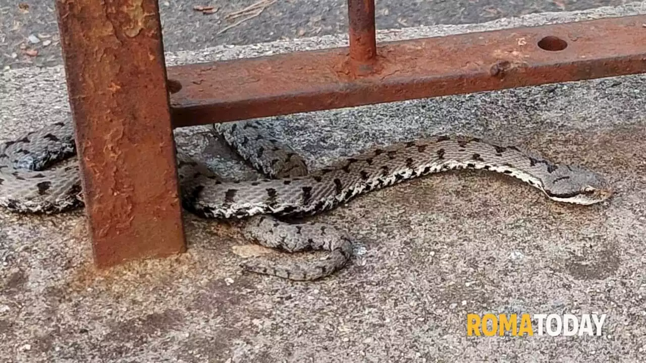 Caccia al serpente nel cortile delle case popolari