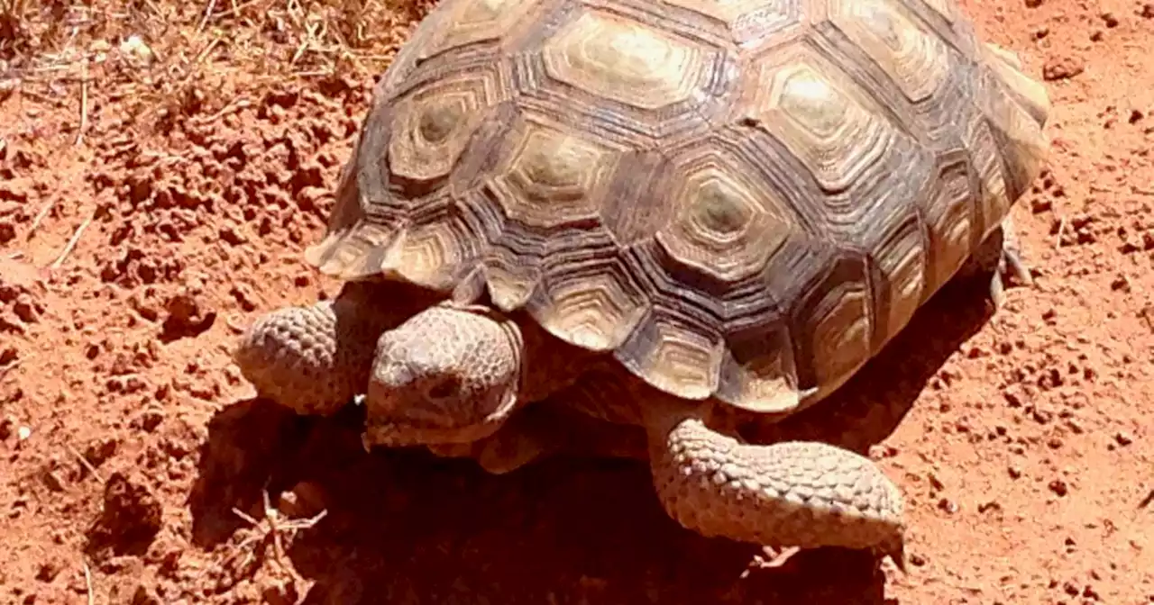 Mojave desert tortoises finding new homes as part of state adoption program