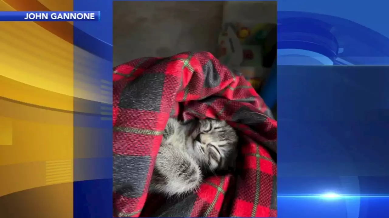 Animal rescue: 'Lucky' kitten rescued by attentive driver in Pennsylvania