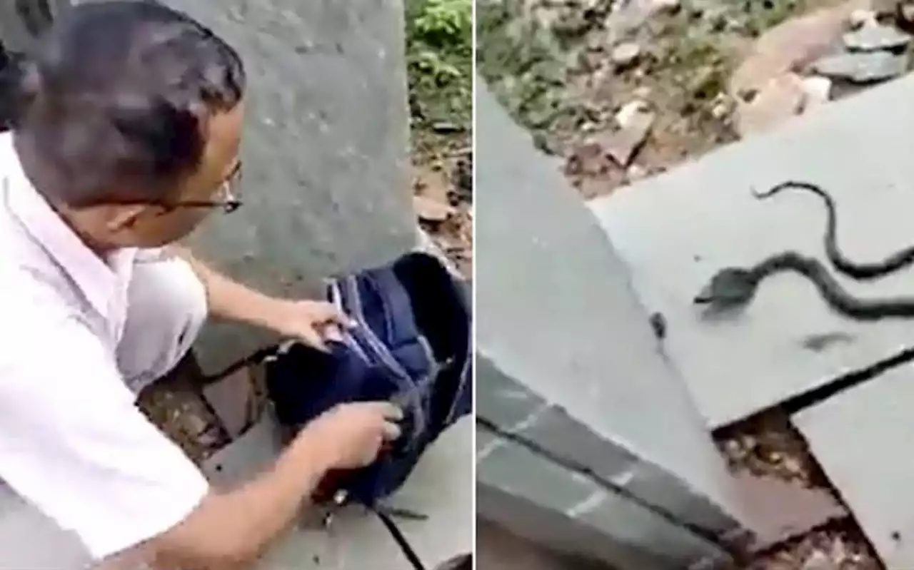 بھارت میں طالبہ کے بیگ سے کوبرا سانپ نکل آیا