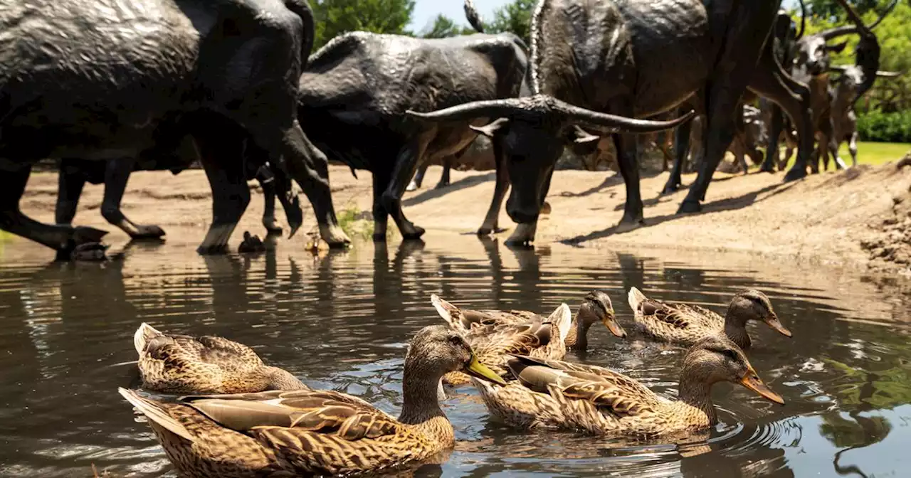 Cases of bird flu have been detected in a Dallas County backyard flock