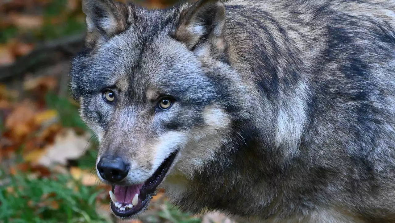 CDU und CSU wollen Jagd auf Wölfe erleichtern