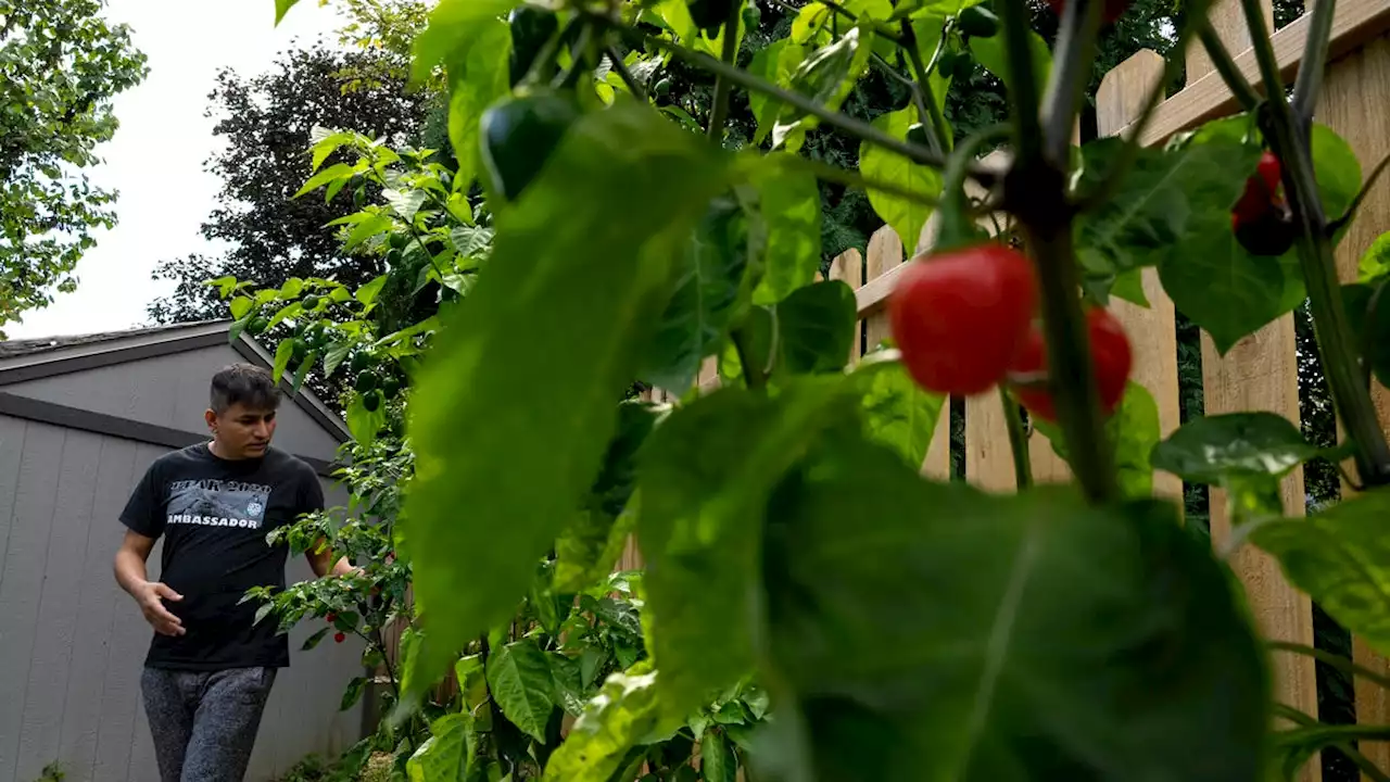 Bhutanese heat: an immigrant community raises heirloom peppers from home