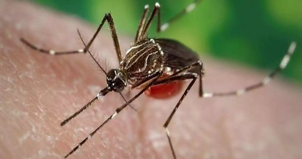 Scientists engineer mosquitoes that can't transmit malaria; Plus, later bedtimes raise odds for diabetes, and more health news