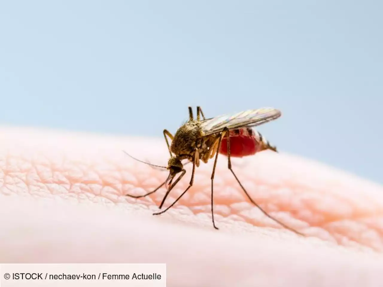 Moustique tigre : faut-il craindre une épidémie de dengue en France ?