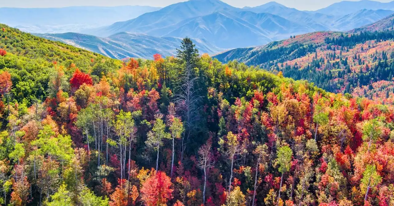 Fall leaves explode in color across Utah