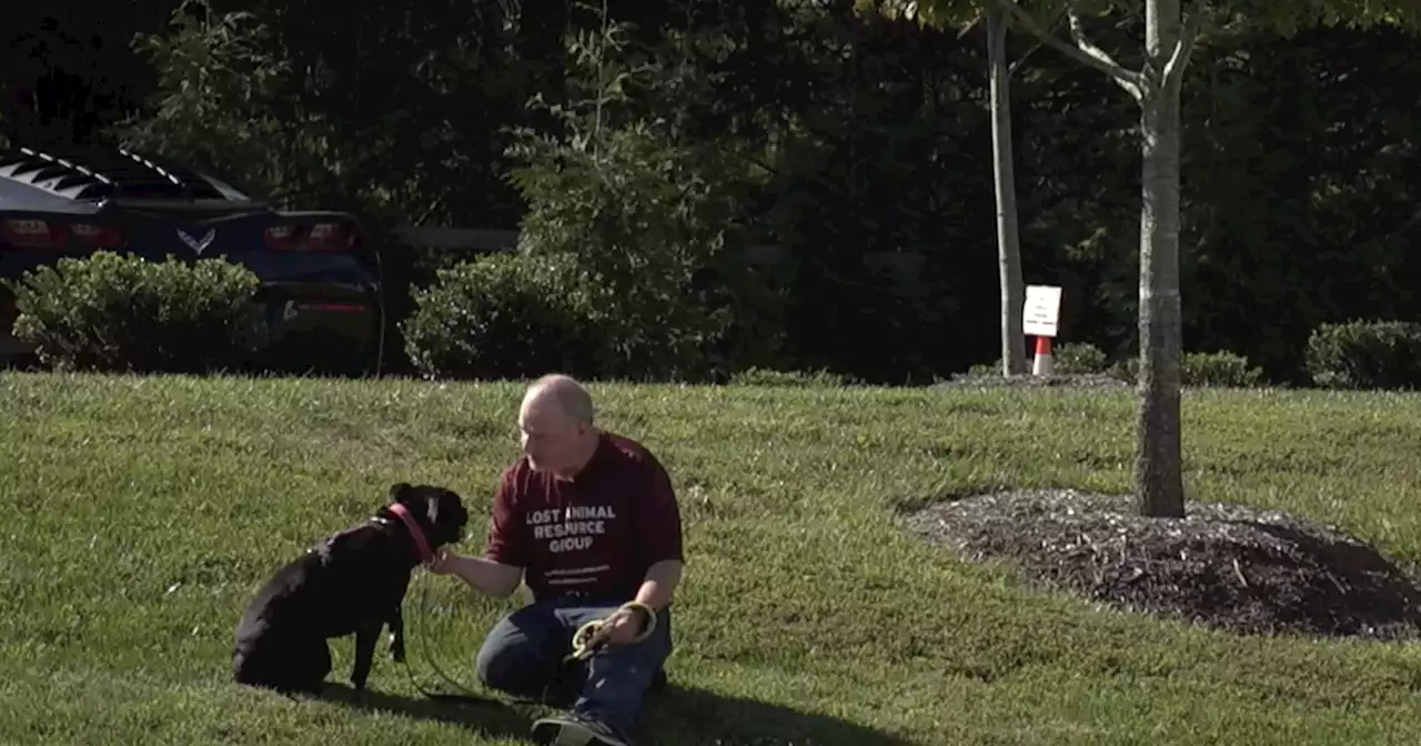 This man is on a mission to reunite lost dogs with their owners