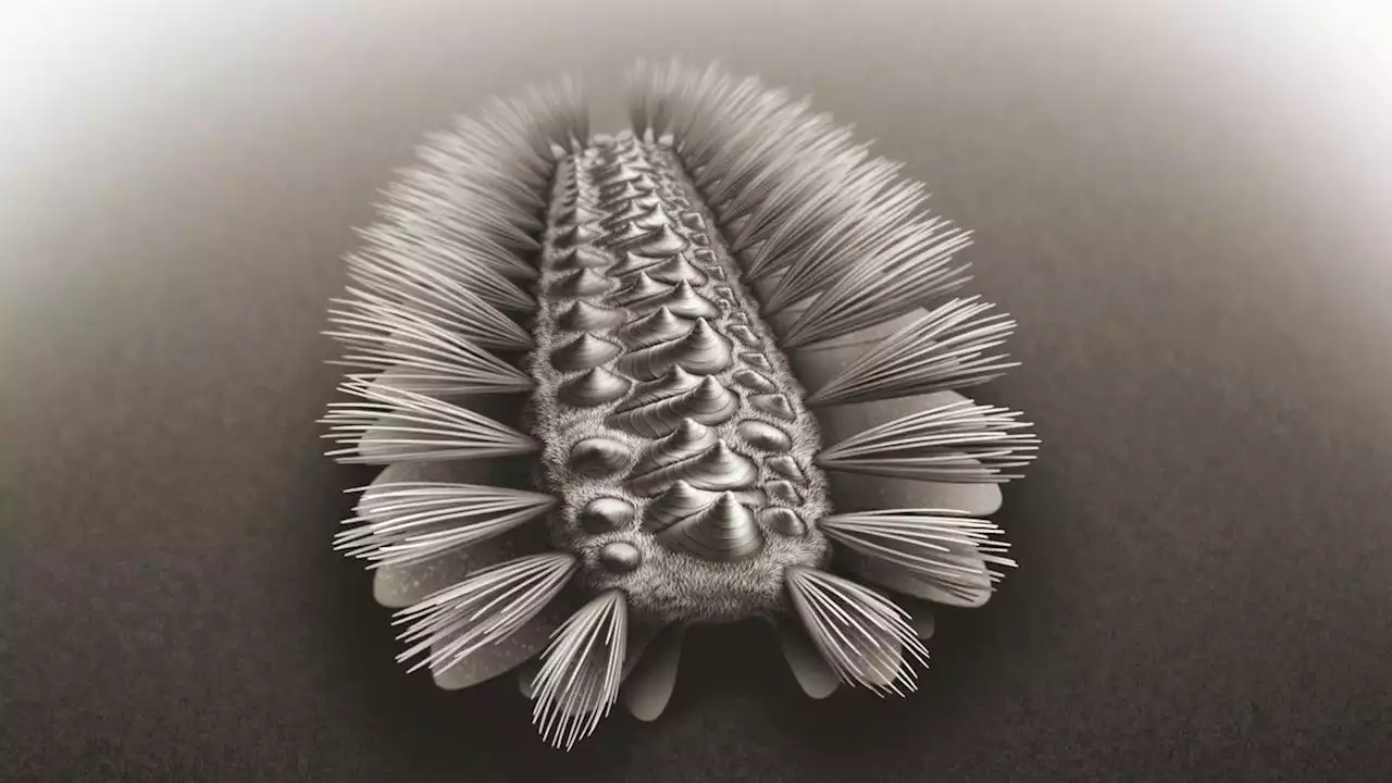 500-Million-Year-Old Fossil Reveals 'Anatomical Space Cadet:' A Worm Covered in Bristles