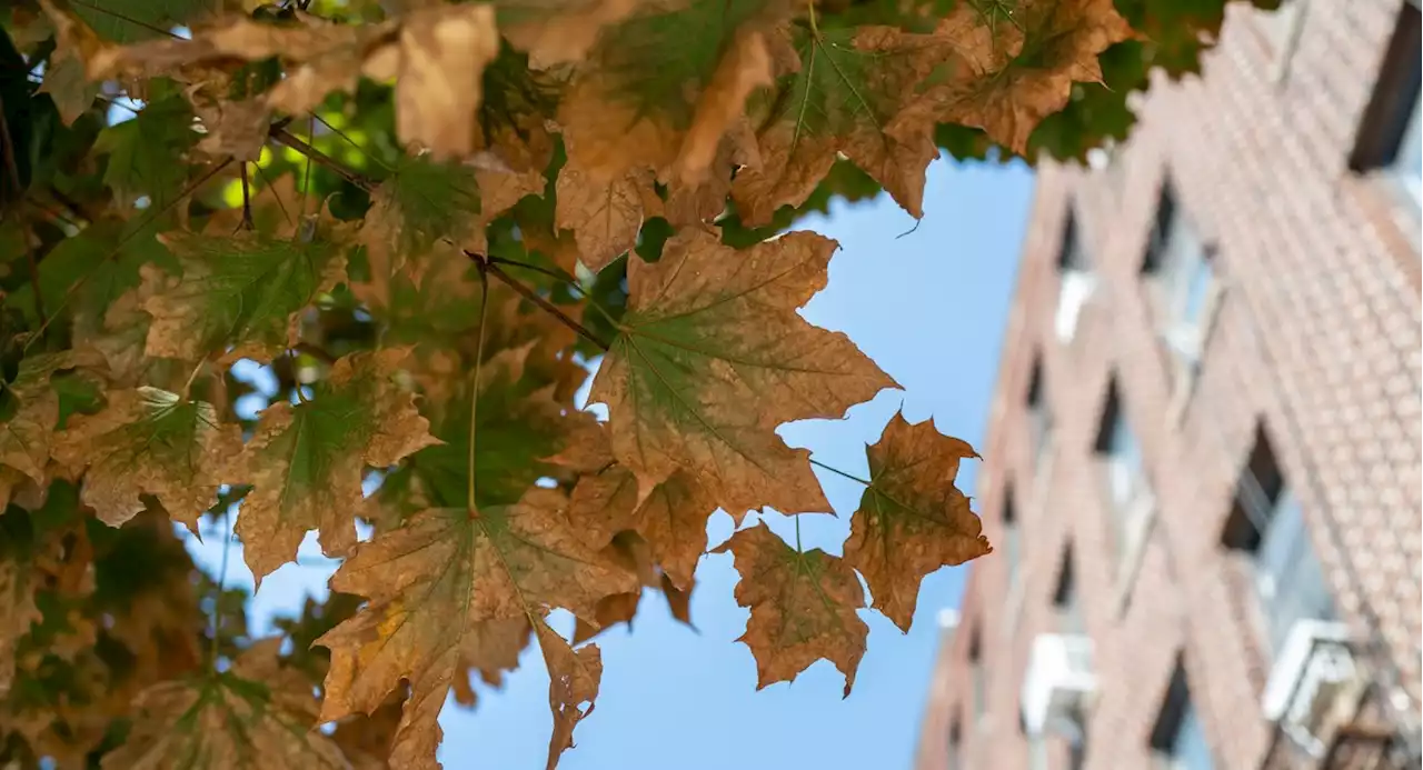 A plant’s ‘glow’ can predict some droughts weeks in advance: UConn