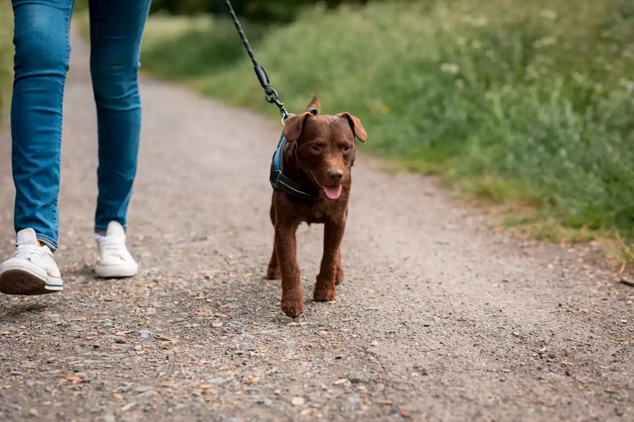 Dog owners could face £5k fine for simple harness failure