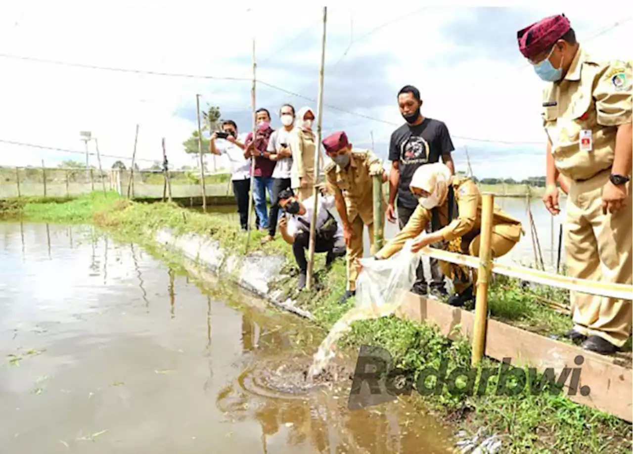 Kampung Koi Kaligondo Gunakan Sistem Lelang Online