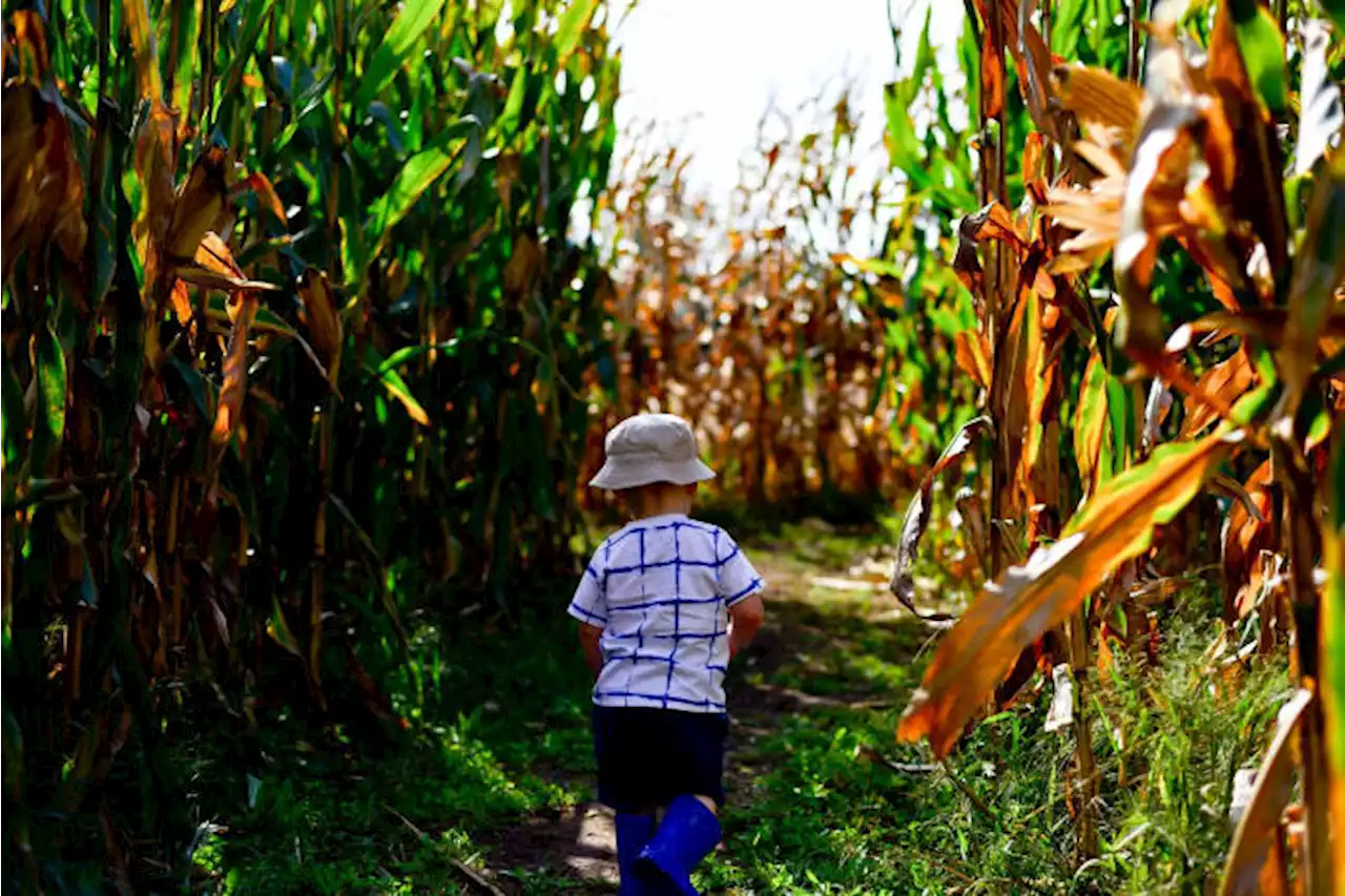 6 Texas corn mazes you should check out this fall