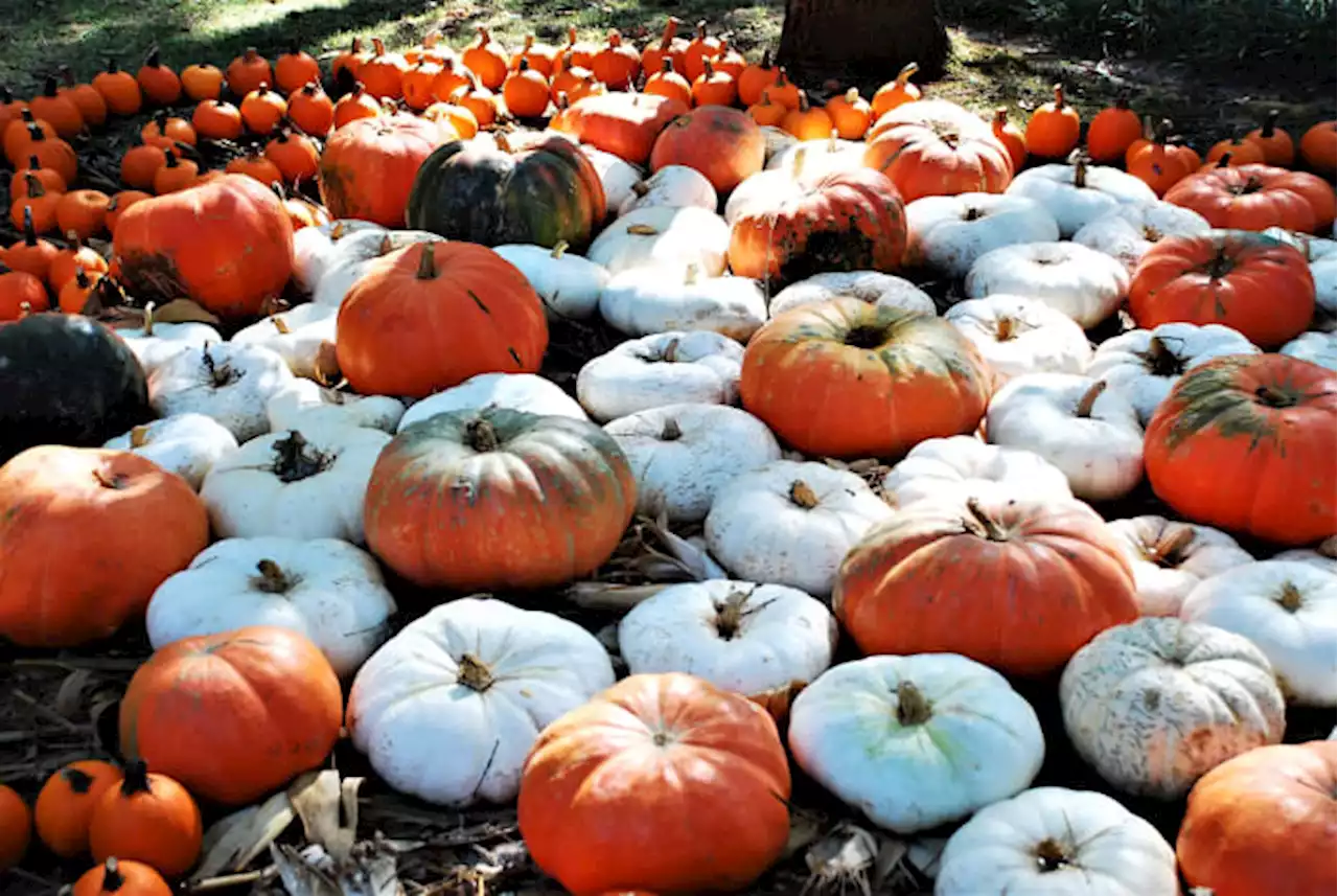 Map shows pumpkin patches in San Antonio and surrounding areas