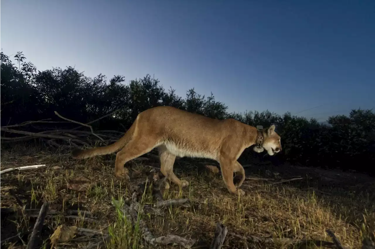 P-65: First mountain lion to die of mange had five different rat poison chemicals in her system