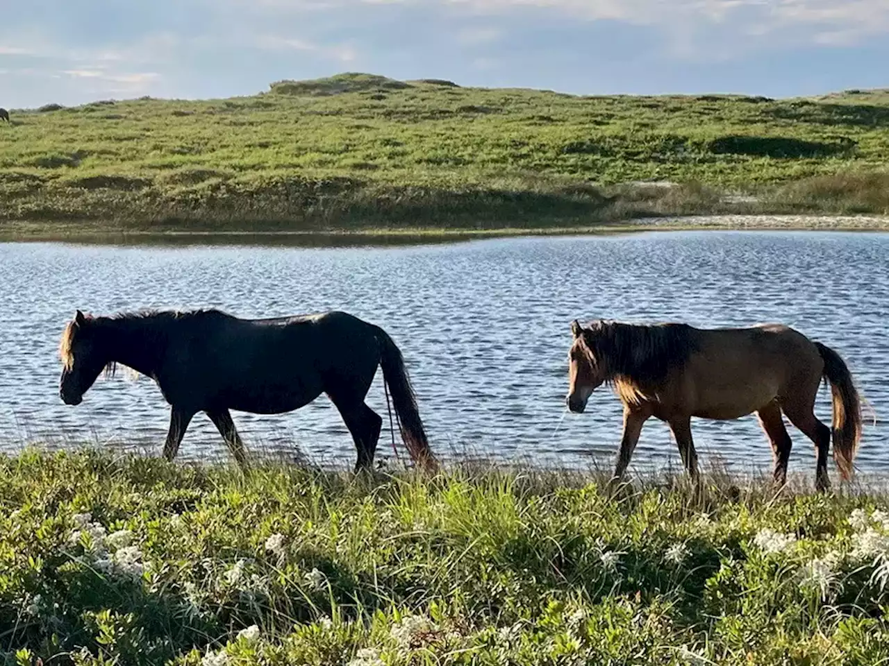 Hurricane Fiona has destroyed much, but the Sable Island horses survive