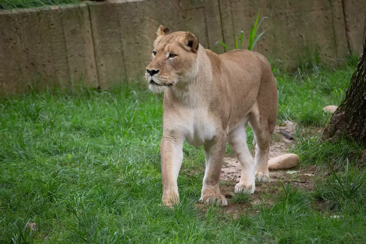 Female lion euthanized at National Zoo