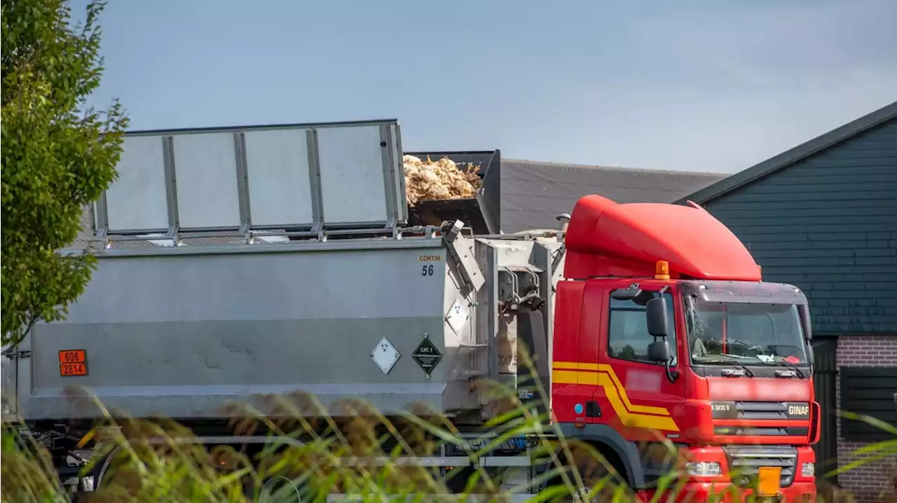 'Normaal gesproken zit de vogelgriep in je achterhoofd, maar nu is het echt aanwezig'