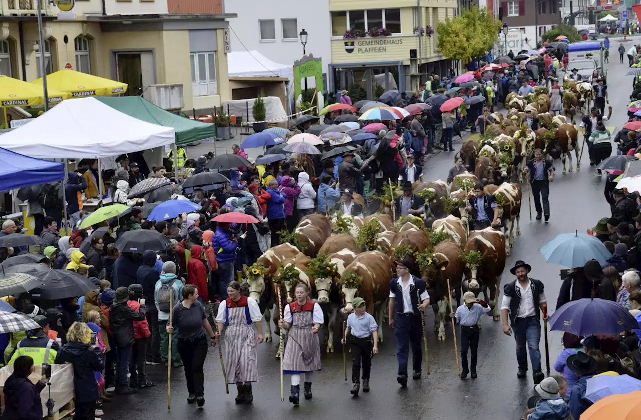 Alpabzug: 1100 Tiere und 5000 Zuschauer - Schweizer Bauer