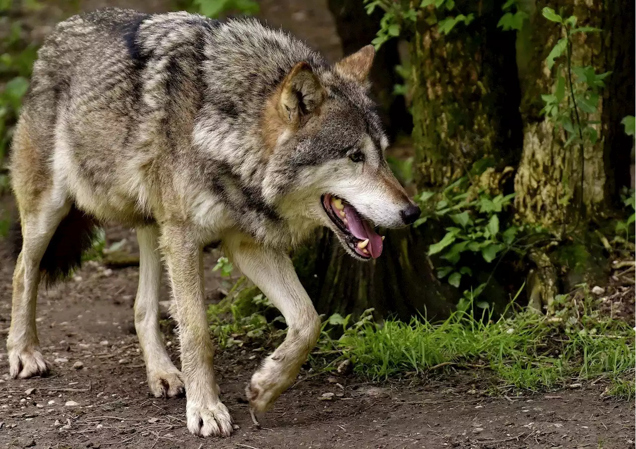 «Psychischer Druck wegen Wolf ist enorm» - Schweizer Bauer