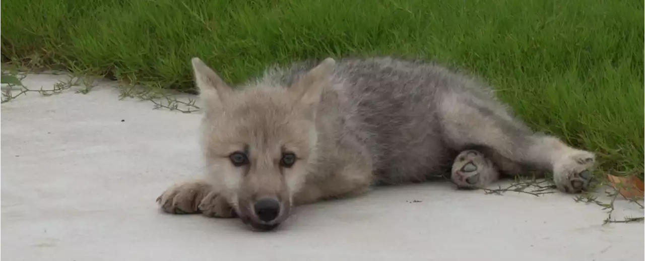 The World's First Cloned Wolf Has Reportedly Been Born in China, And It's Adorable