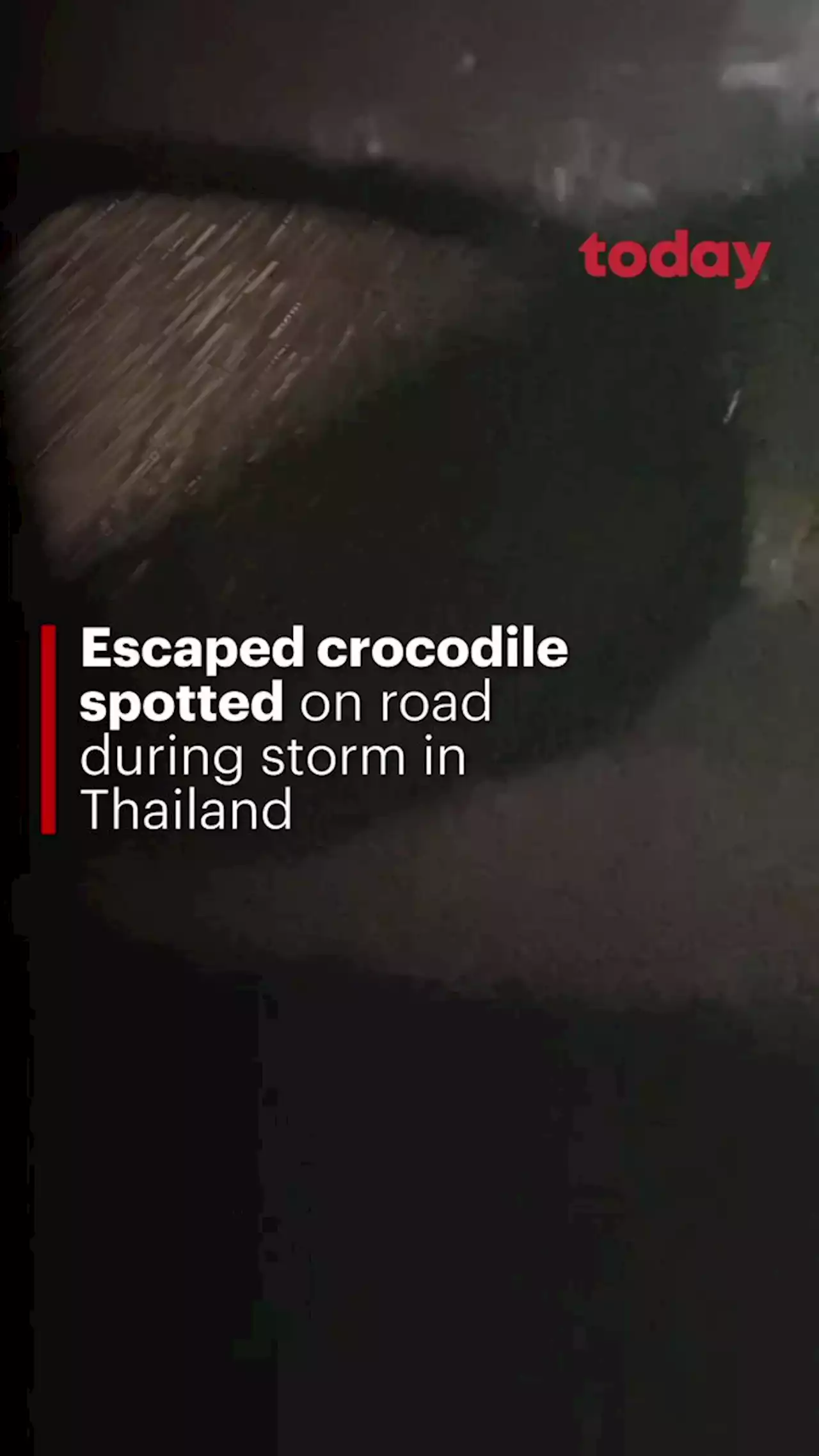 Escaped crocodile seen walking on road caught during storm in Thailand