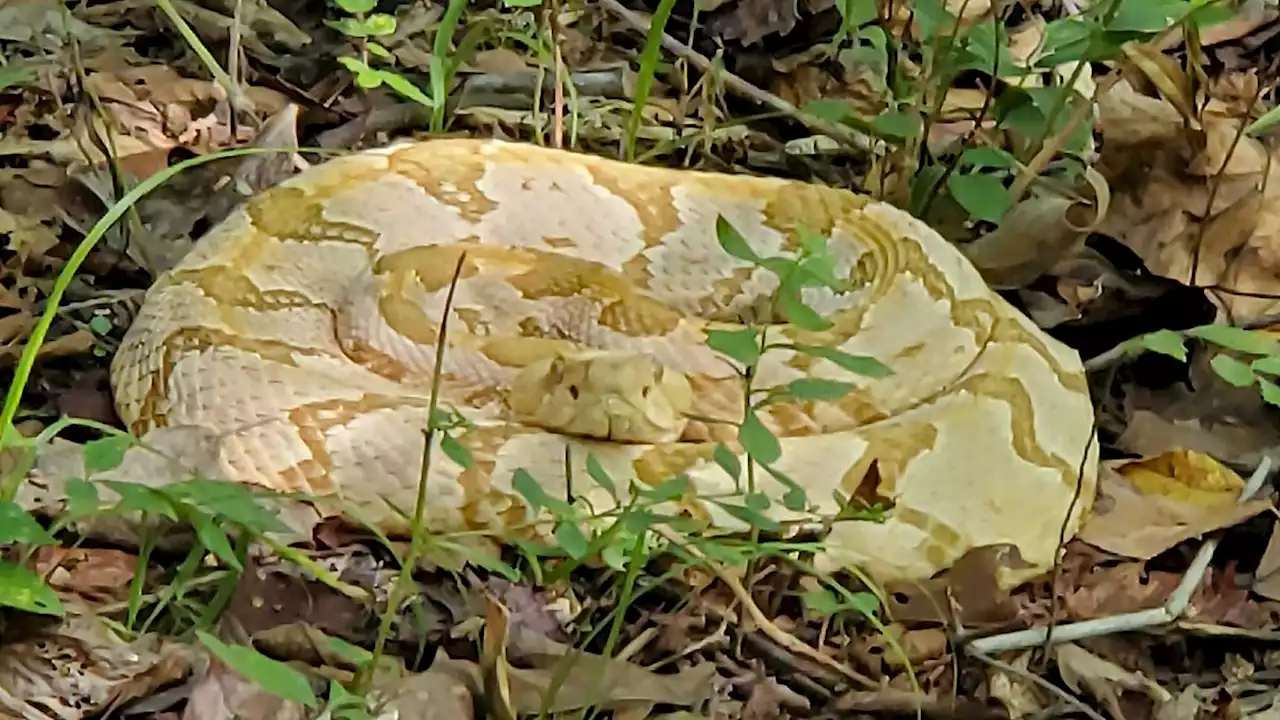 'He's a special snake': Rare, blonde timber rattlesnake now on display in Mississippi