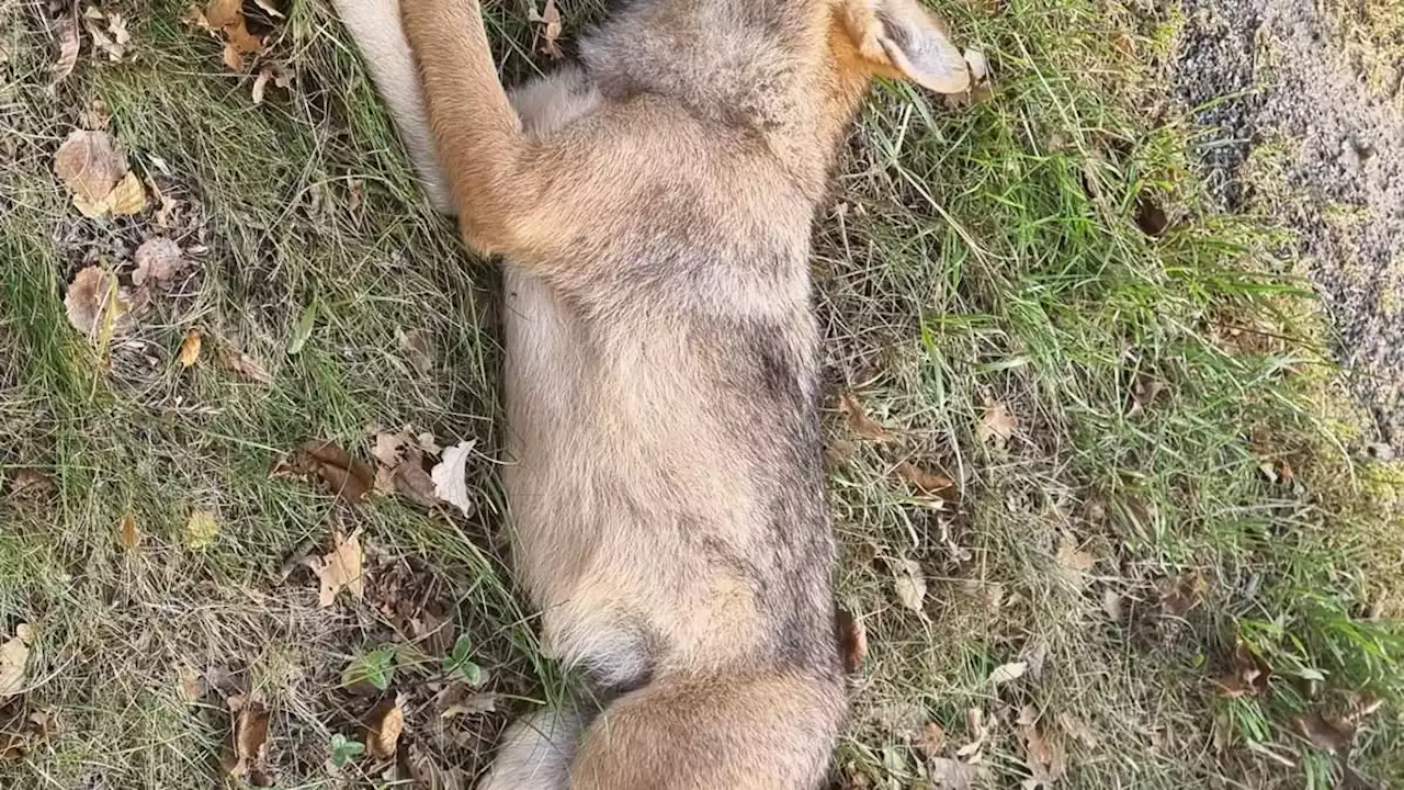 neues wolfsrudel im norden unterwegs?