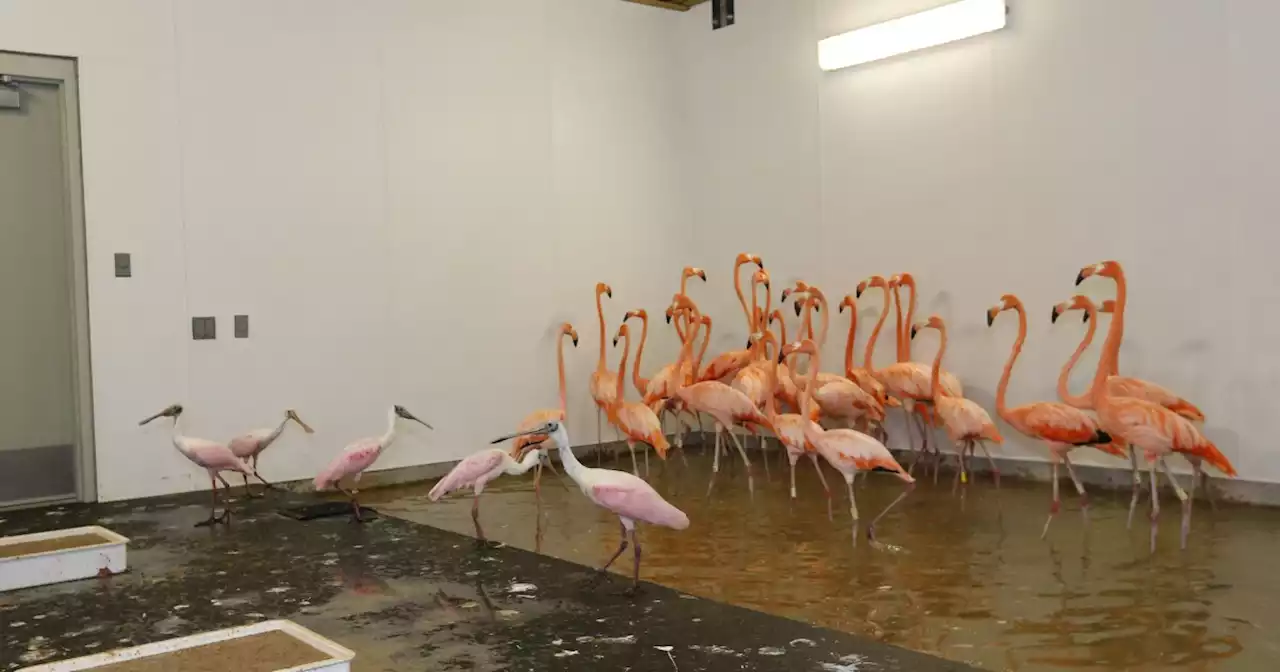 Miami's zoo to close for Hurricane Ian: This is how workers will keep animals safe