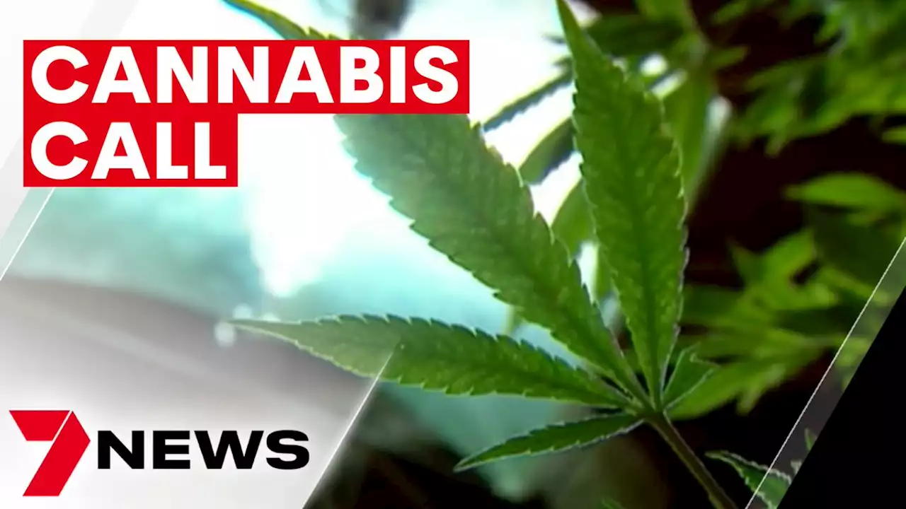 Calls to decriminalise cannabis in Victoria | 7NEWS