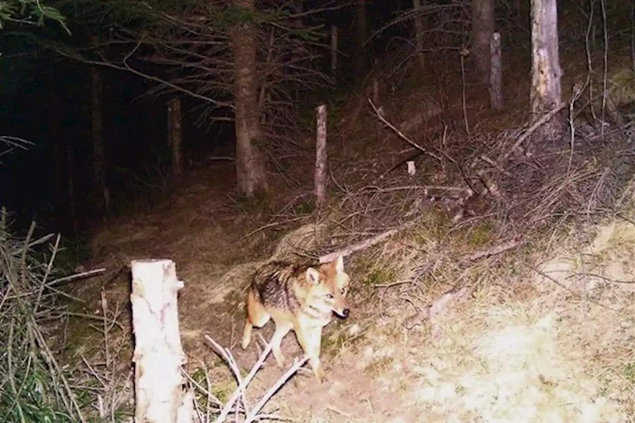 Ein Jäger schleicht sich an: «Mit dem Goldschakal muss man künftig rechnen» - bauernzeitung.ch