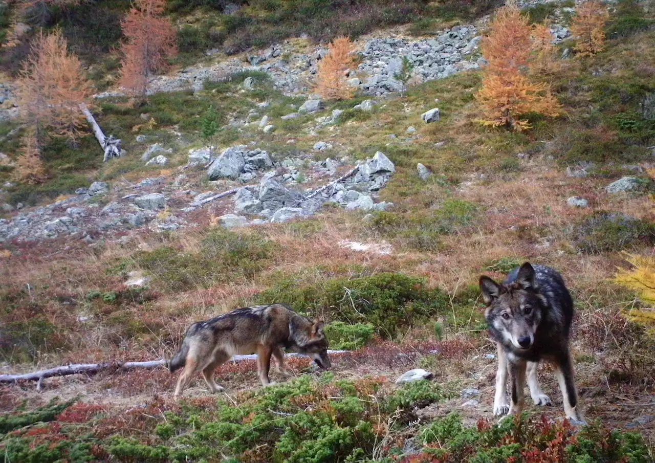 Kampf gegen gerissene Schafe – Jetzt spaltet die Wolfsfrage sogar SVP und Bauern