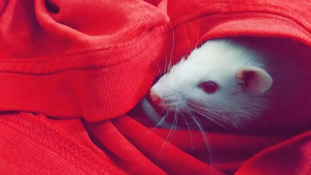 Son enfant l'appelle en pleine nuit, elle va le voir pour le rassurer et le retrouve dans une mare de sang