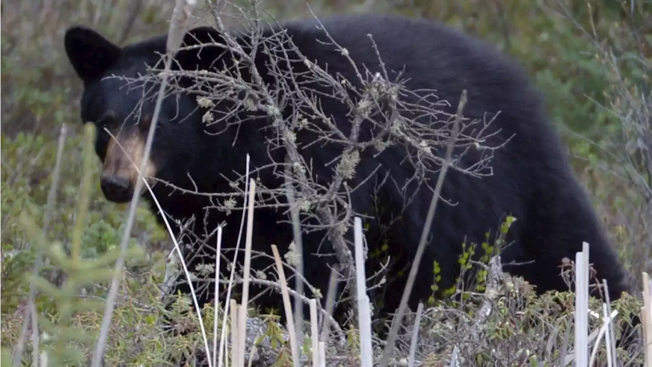 Wildlife advocates against Alberta's plan to allow bear baiting