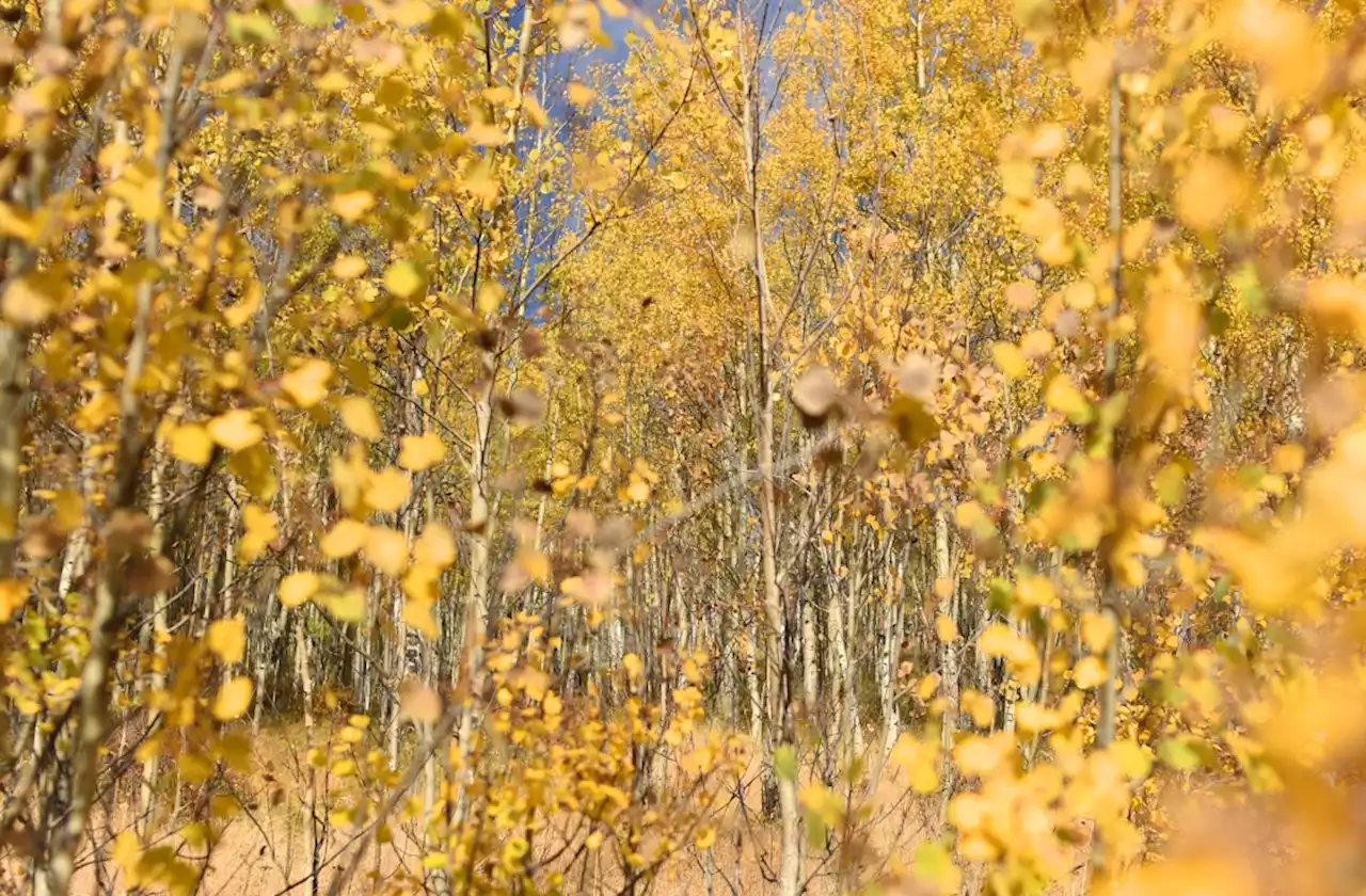 PHOTOS: Kenosha Pass is lit up with fall color right now