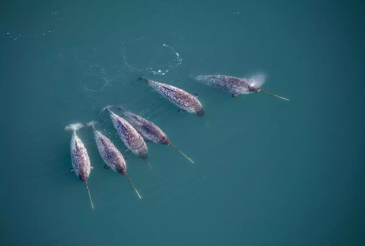 Narwhals Can Dive 6,000 Feet Below Arctic Waters, But When Do They Do It?