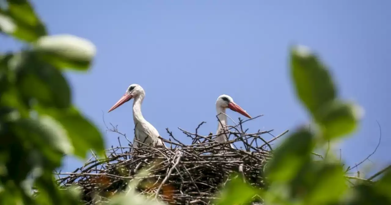 Half world's birds in decline, species moving 'ever faster' to extinction