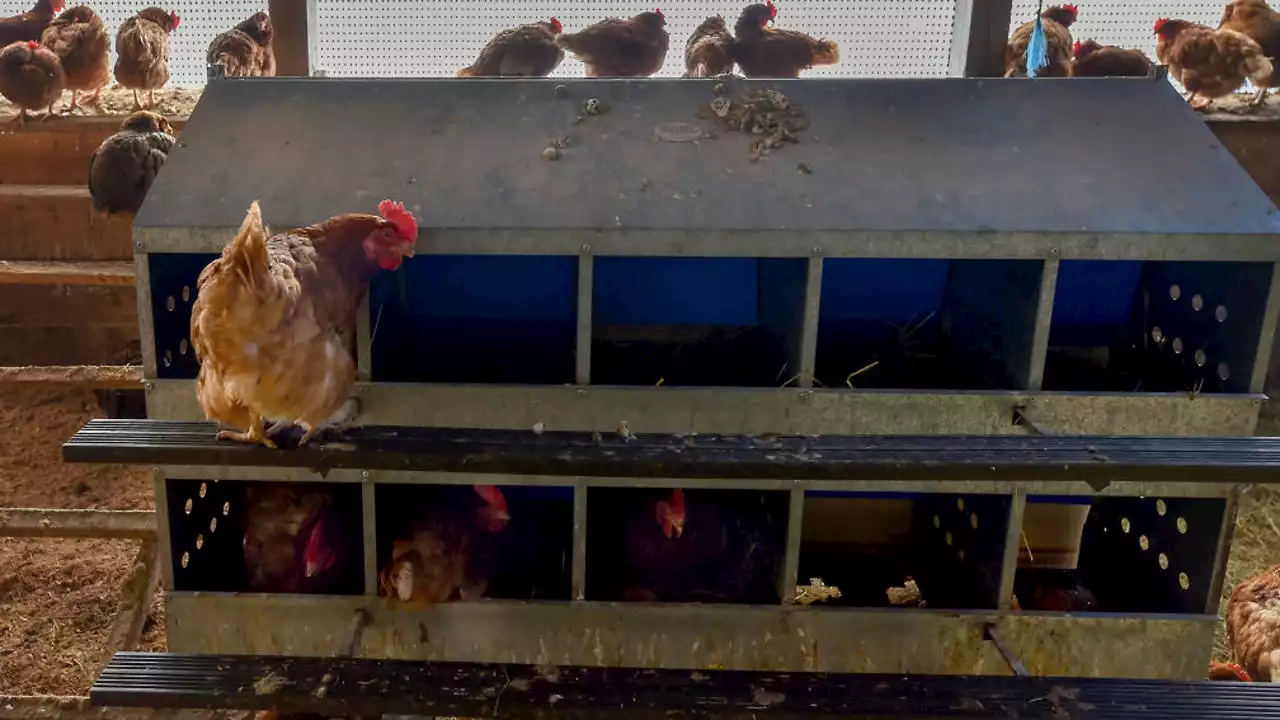 Ohio dad calls police after getting locked in chicken coop by son