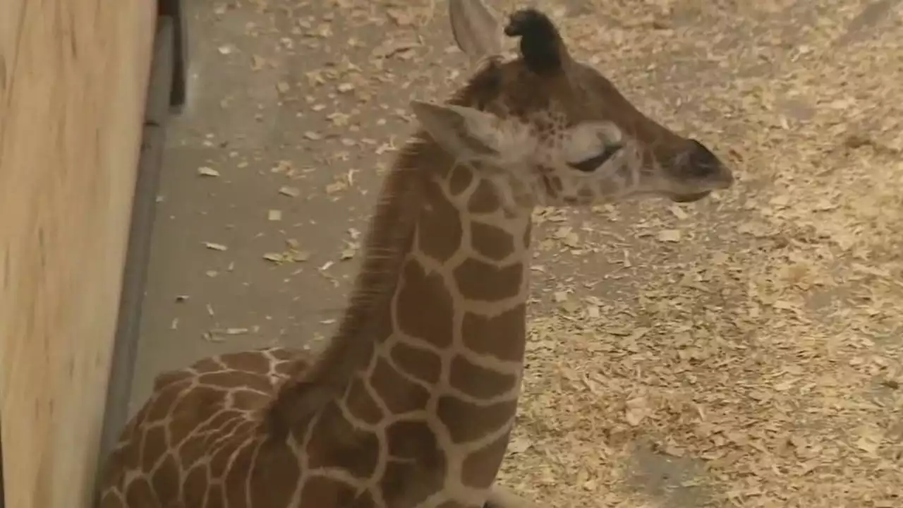 Baby giraffe draws crowds of visitors on Long Island