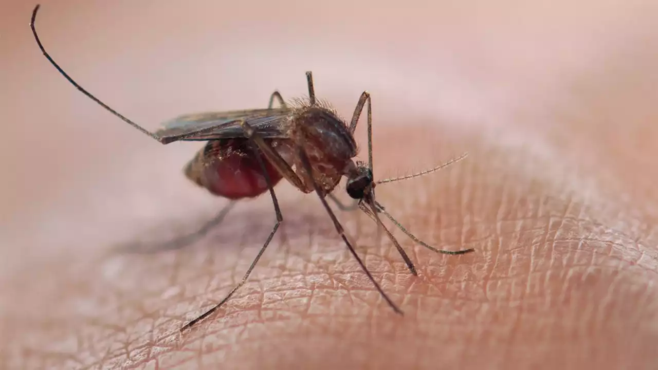 Scientists test new malaria vaccine with box full of mosquitoes: 'Whole forearm swelled'